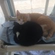 Pepsi &amp; Little Nemo