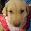 bellapuppy