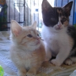 kittens_adopt