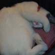 molly_arm