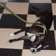 pooped