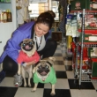 pugsinpolos