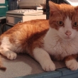 sylvester2