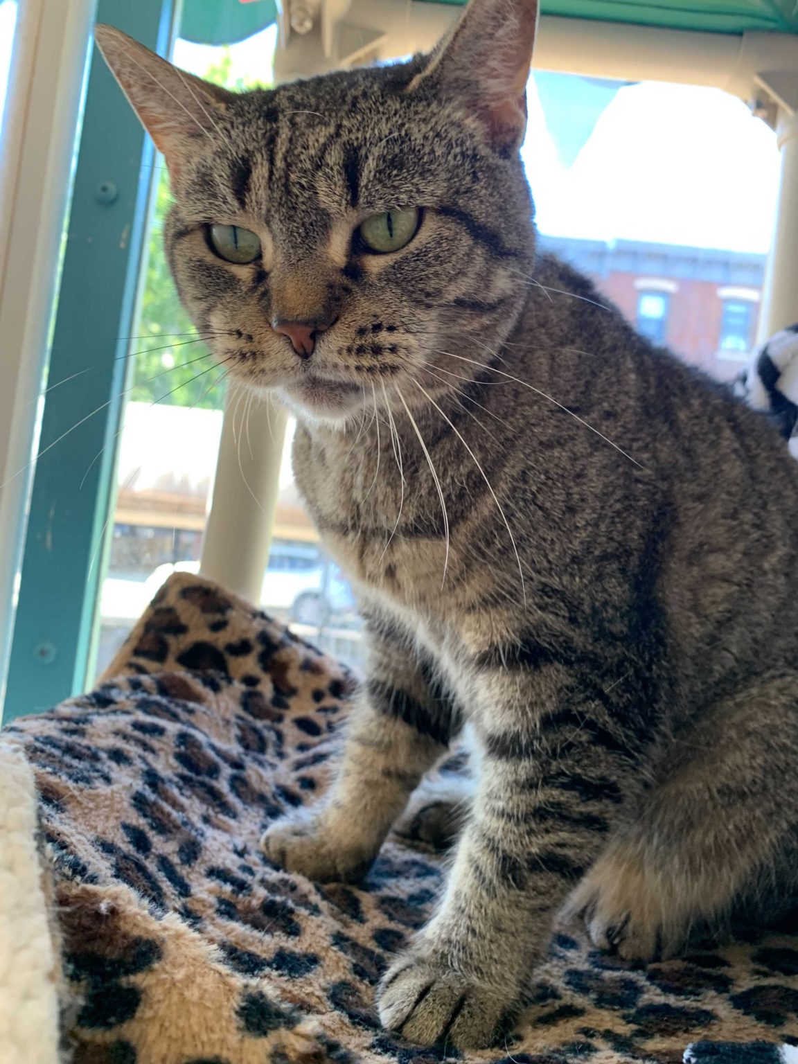 Fairmount Pet Shoppe