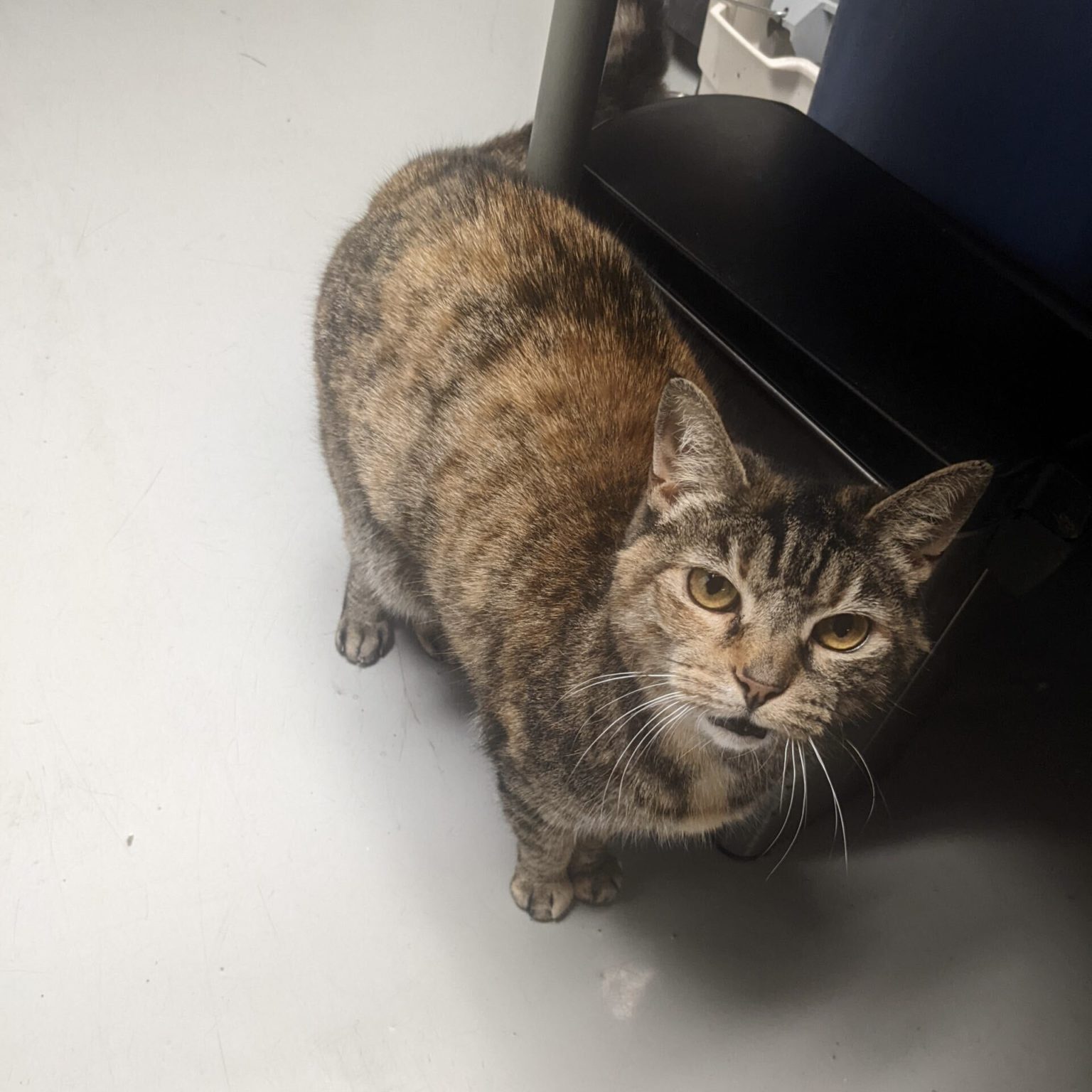 Fairmount Pet Shoppe