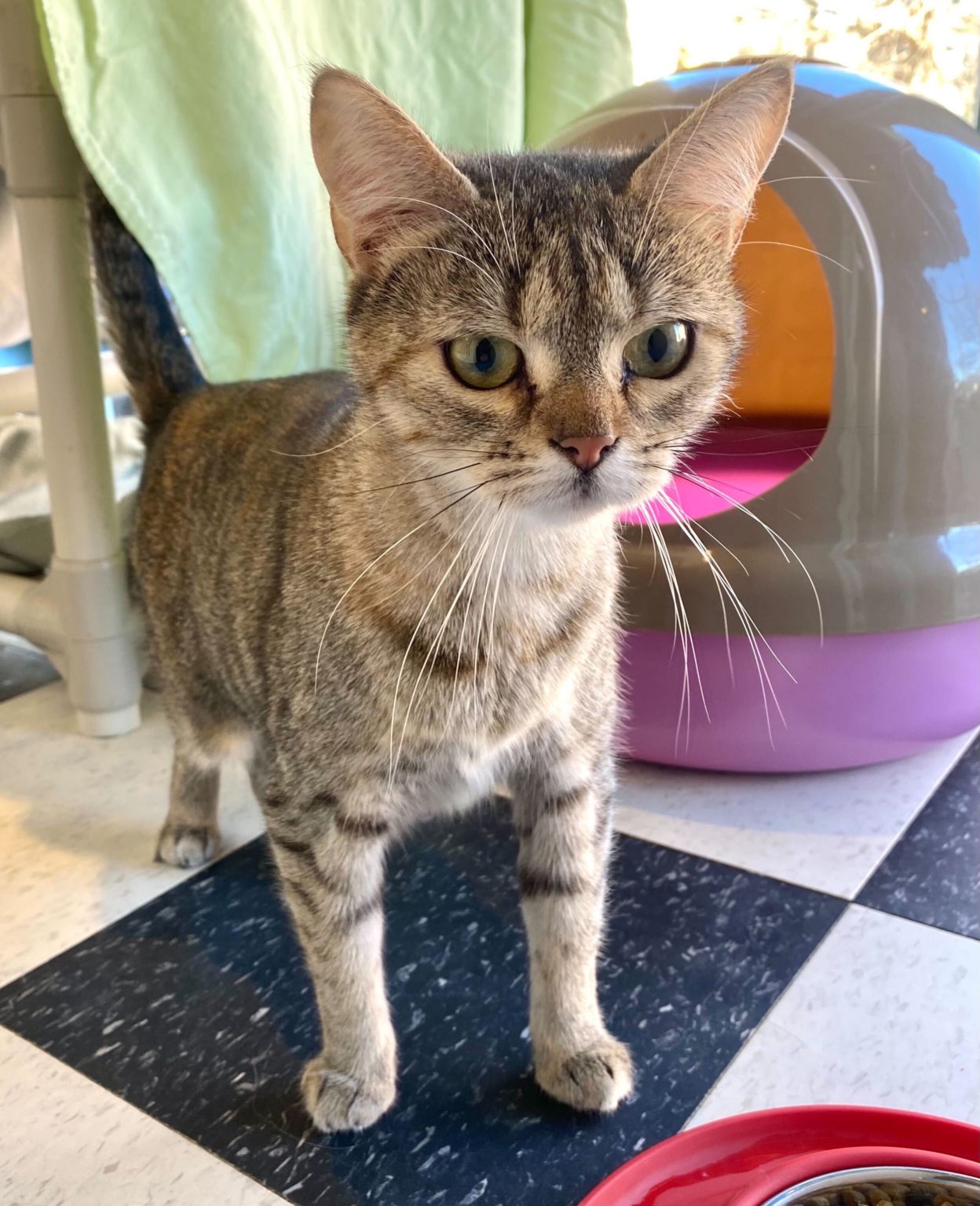 Fairmount Pet Shoppe