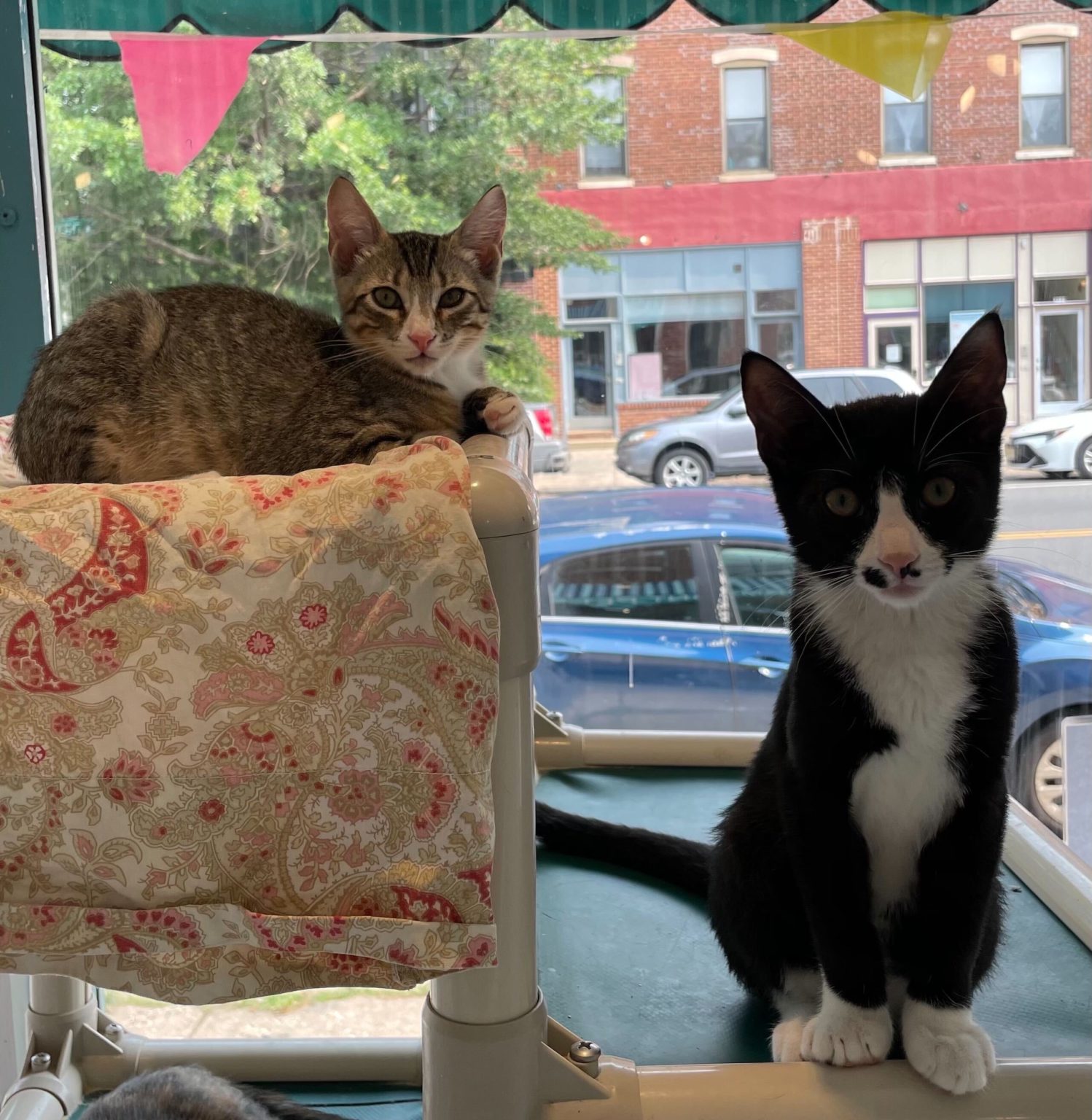 Fairmount Pet Shoppe